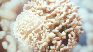 مبارزه با سرطان از طريق نوردرماني