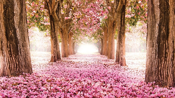 در آشتی با طبیعت بیماریها را از خود دور می کنیم